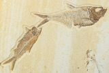 Multiple Fossil Fish Plate (Diplomystus & Knightia) - Wyoming #244189-4